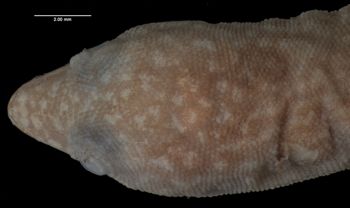 Media type: image;   Herpetology R-170979